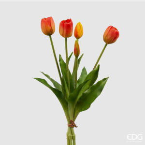 tulipani edg