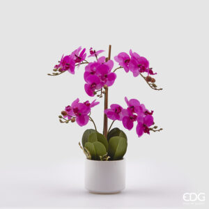 Orchidea con vaso EDG