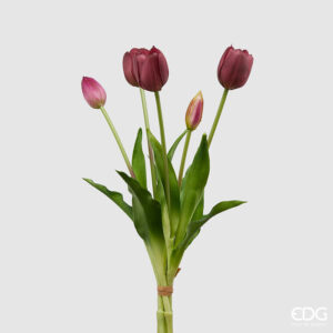 tulipani edg