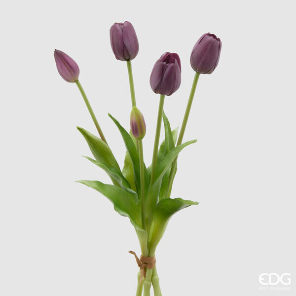 tulipani edg