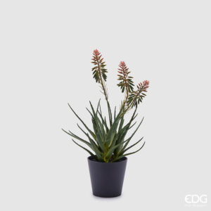 Aloe con fiori Edg