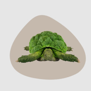Tovaglietta tartaruga Wd