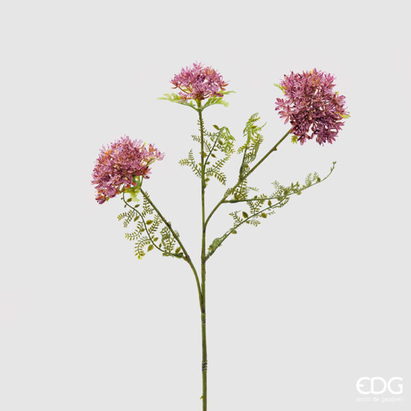 Eriogonum EDG